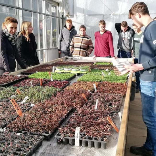 Sedum telen voor en door de inwoners van Horst aan de Maas