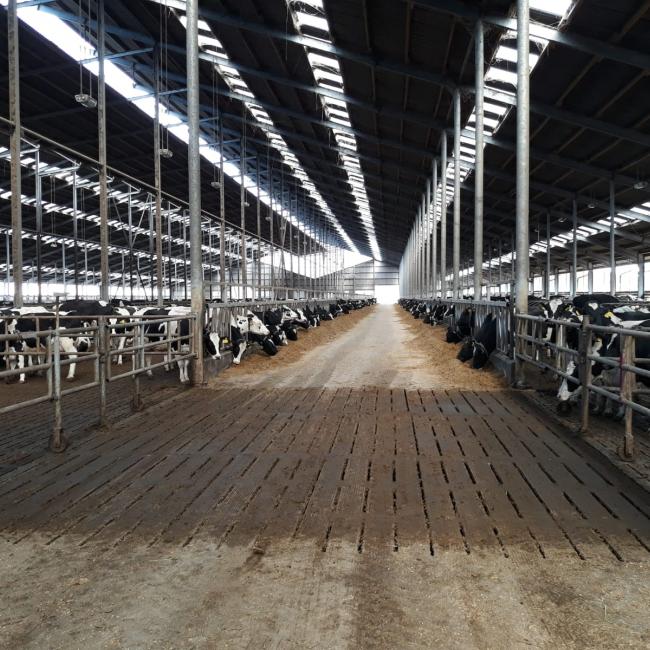Studiereis Veehouderij CITAVERDE College Horst