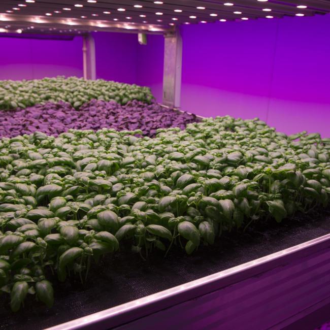 Masterclass Smart Farming Plant: woensdag 6 december