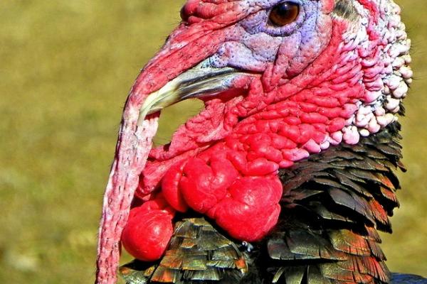 22 november - symposium kalkoensector 