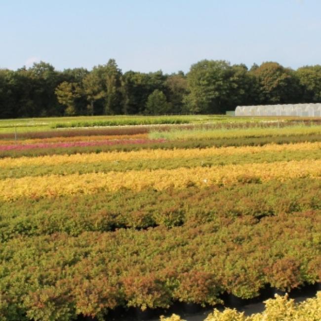 Open Deur Dagen Boomkwekerij - 22 t/m 26 augustus 2016