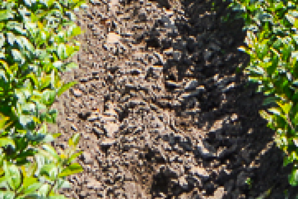 Docentstage: Herman Janssen