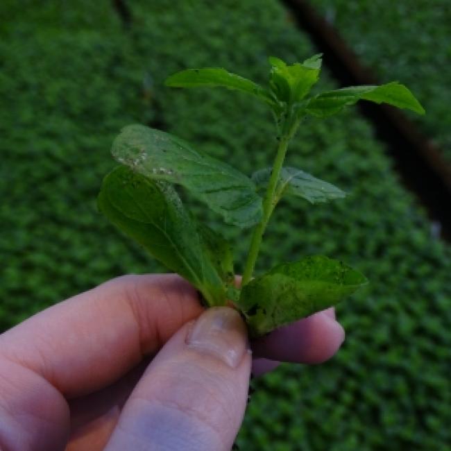 Docentstage: Peter Manders