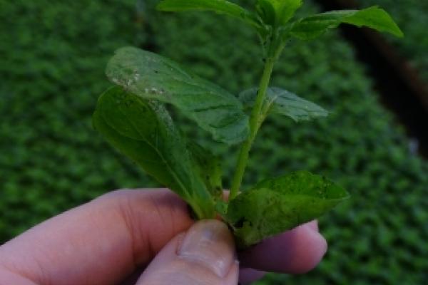 "Lessen Nederlands en rekenen wil ik koppelen aan het vak"