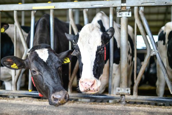 Masterclass mestverwaarding: woensdag 4 oktober