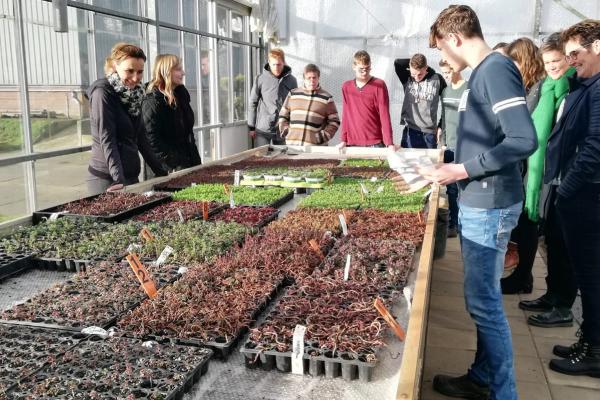 Sedum telen voor en door de inwoners van Horst aan de Maas