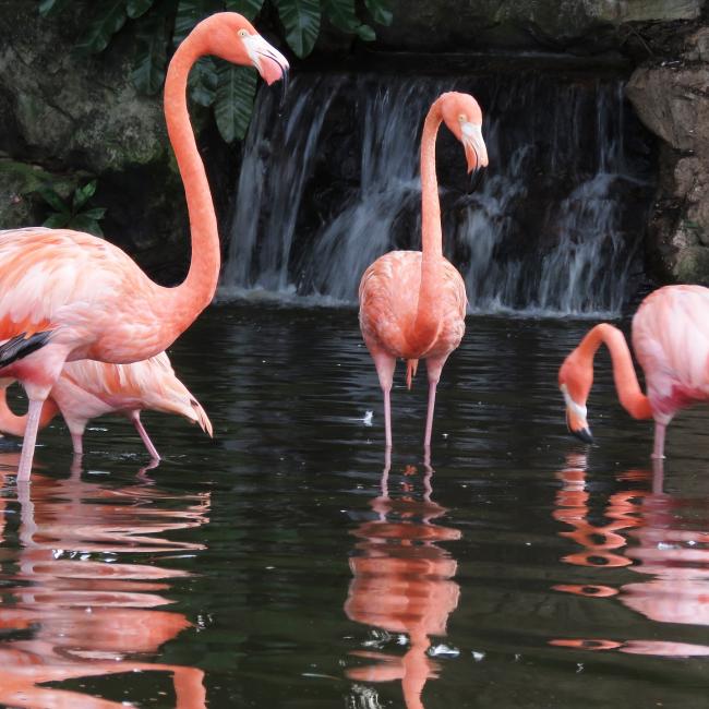 Land- en tuinbouw in Caribisch Nederland: Schoolkassenproject op Bonaire