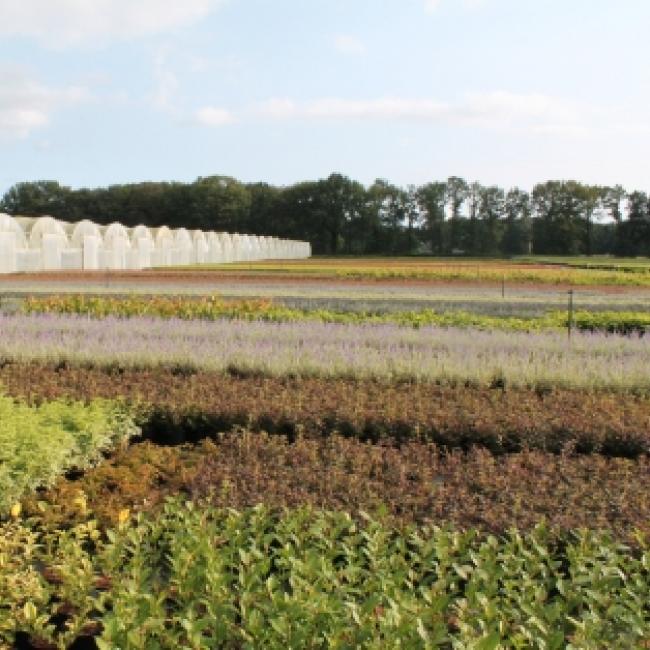 Open Deur Dagen Boomkwekerij