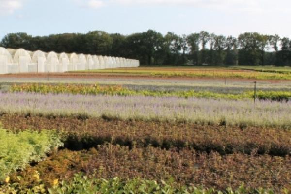 Open Deur Dagen Boomkwekerij