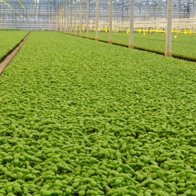 Gipmans Planten is een moderne plantenkwekerij in Venlo die gespecialiseerd is in het opkweken van g