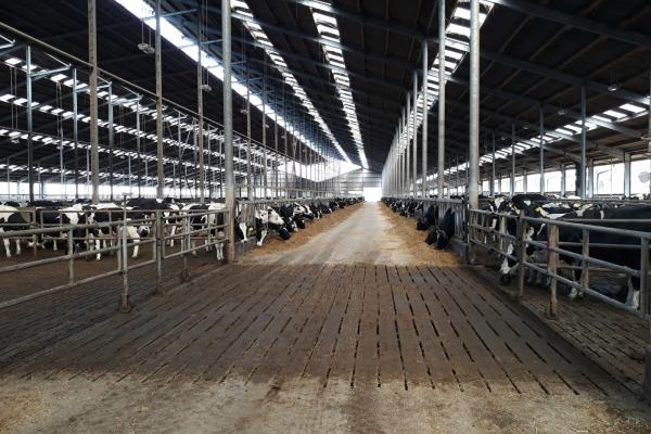 Studiereis Veehouderij CITAVERDE College Horst