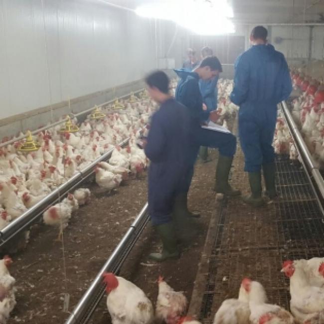 Onderzoek naar de hele snavel brengt studenten praktijk in