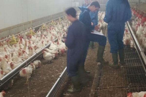 Onderzoek naar de hele snavel brengt studenten praktijk in